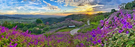夏日銀絨牡丹季! 最浪漫的紫色花海