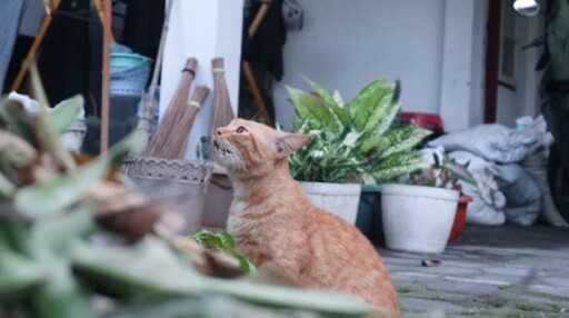明星貓店長曾短暫離職潛逃?默默守護九年成為當地吉祥物