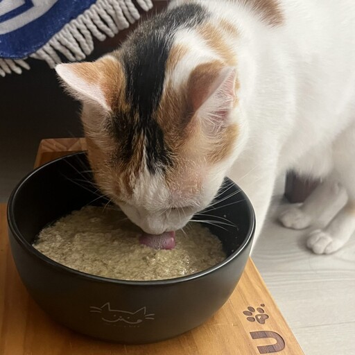 貓咪不愛喝水怎麼辦?網實測一招有效 她靠這「黑碗+主食罐」