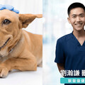 肌肉是關節最好的護具 獸醫師提醒關注寵物肌少症