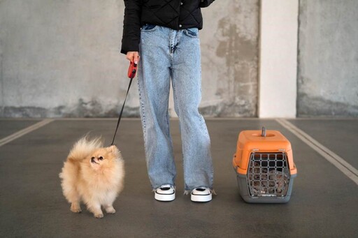 當世界重新定義「家人」:我們該如何看待寵物的最後一程?