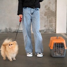 當世界重新定義「家人」：我們該如何看待寵物的最後一程？