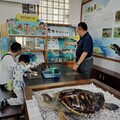 窺探海龜奧秘│小琉球遊客中心打造「世界海龜介紹」櫥窗