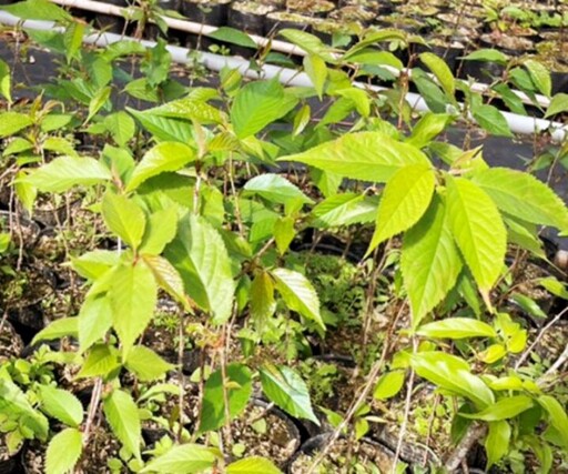促進生態環境永續發展 林業署新竹分署3/5日六個地點同步贈苗邀大家一起集點「樹」!