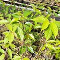 促進生態環境永續發展 林業署新竹分署3/5日六個地點同步贈苗邀大家一起集點「樹」!