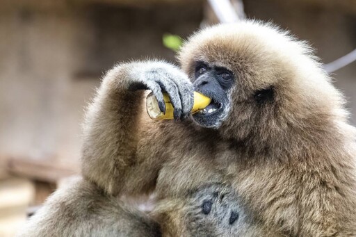 世界口腔健康日│壽山動物園打造健康牙齒的動物天堂