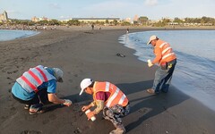 旗津海灘現油污 ! 海洋局：多方聯手清理 持續追查來源