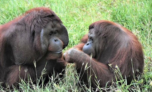 壽山動物園紅毛猩猩咪咪安詳離世 保育員深情悼念