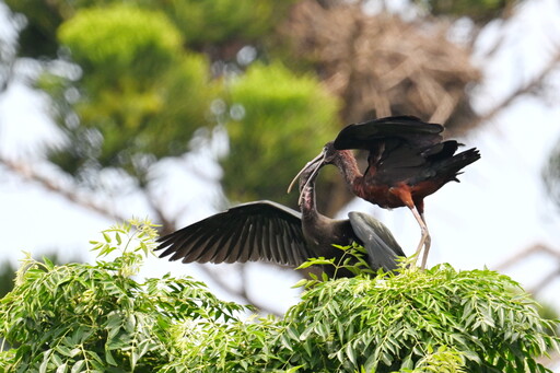 「彩䴉」在台灣台南市首見育雛有可能成為台灣「鳥類新住民」