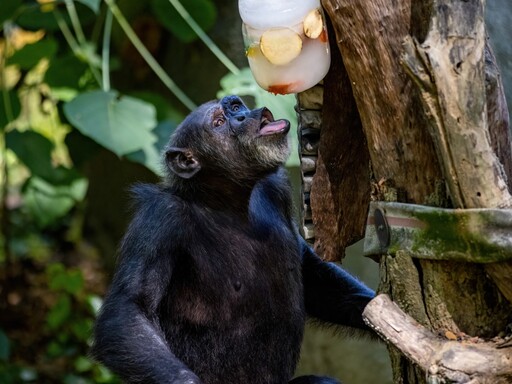 壽山動物園夏日消暑大作戰！冰品、水池、空調齊上陣