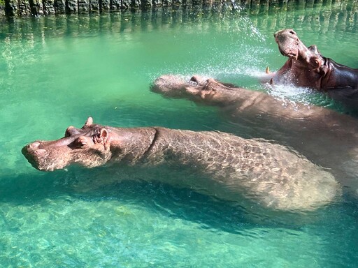 壽山動物園夏日消暑大作戰！冰品、水池、空調齊上陣