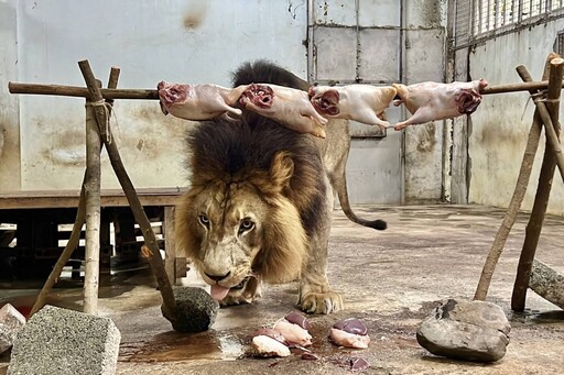 壽山動物園打造中秋野營風 動物享用特製野營餐點