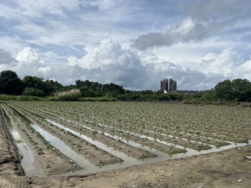 受低壓帶影響 高雄農業局請農民加強防範及注意搶收安全