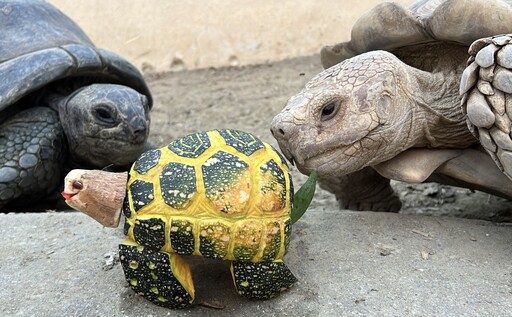 萬聖節驚喜！壽山動物園南瓜盛宴 動物們大快朵頤