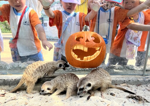 萬聖節驚喜！壽山動物園南瓜盛宴 動物們大快朵頤