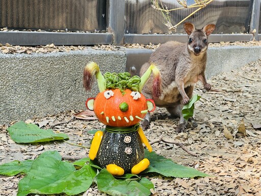 萬聖節驚喜！壽山動物園南瓜盛宴 動物們大快朵頤