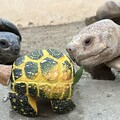 萬聖節驚喜！壽山動物園南瓜盛宴 動物們大快朵頤