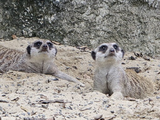 萌萌的守護者降臨！壽山動物園漂流木狐獴成打卡熱點