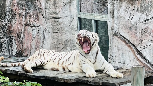 高雄壽山動物園推感恩專案 市府救災人員免費入園