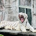 高雄壽山動物園推感恩專案 市府救災人員免費入園