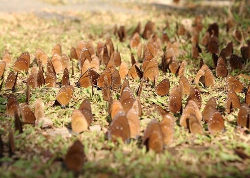 全球僅存！茂林紫蝶幽谷奇景 茂管處邀您共赴賞蝶盛宴