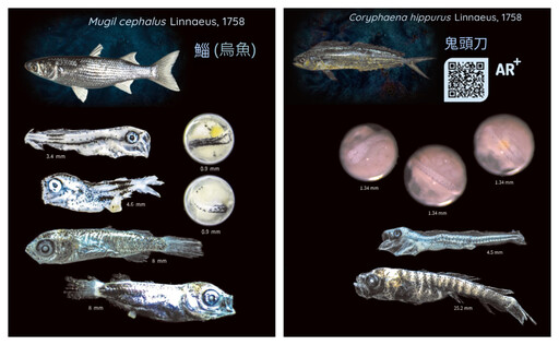 【海洋瑰寶】800頁鉅作面世！國海院打造台灣首部魚卵仔稚魚圖鑑⁠