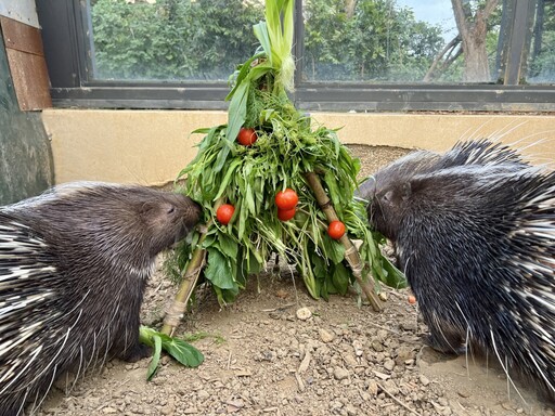 壽山動物園結合SDGs永續理念 廢材重生耶誕新風貌