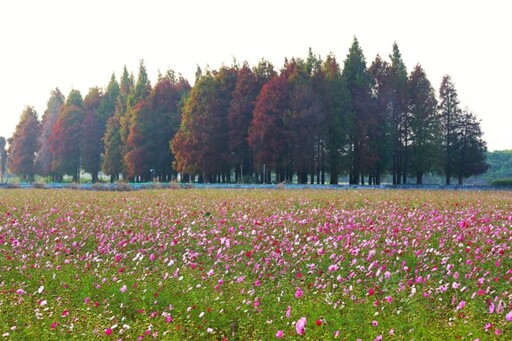 員林市南區公園旁繽紛花海 大波斯菊花田綻放農田新活力