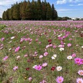 員林市南區公園旁繽紛花海 大波斯菊花田綻放農田新活力