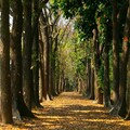 茂管處推春節出遊好去處 蛇頭山祈福賞景 高屏山林迎新春⁠