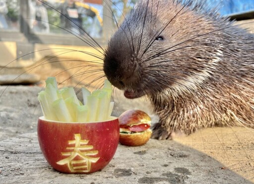 壽山動物園推新春限定 兒童免費入園享優惠至2/2