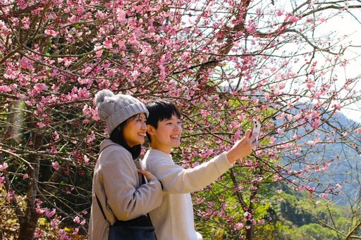 新社櫻花季二月初開跑 賞花順遊燈會女媧風采