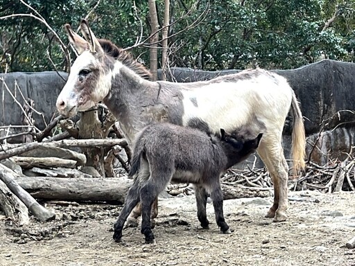 壽山動物園迎春添喜！水豚三胞胎與迷你驢寶寶「澎澎」萌翻登場