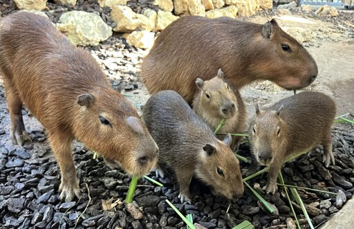 壽山動物園三胞胎水豚首游 高閔琳見證萌力全開