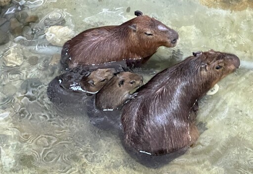 壽山動物園三胞胎水豚首游 高閔琳見證萌力全開