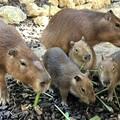 壽山動物園三胞胎水豚首游 高閔琳見證萌力全開