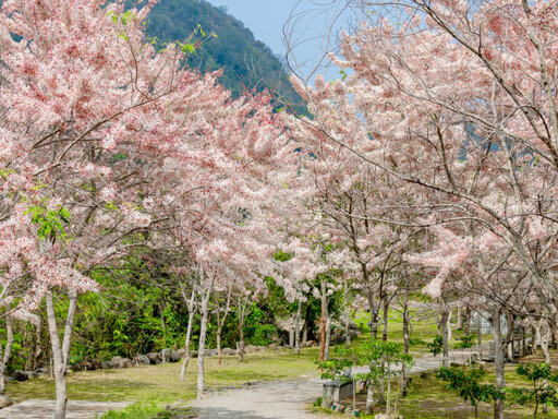 那瑪夏賞螢季登場!觀光局推3條賞螢步道等你追光