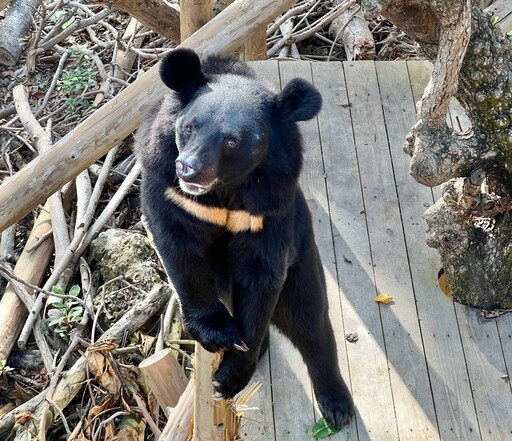 高市府 x 工研院打造AI導覽系統 壽山動物園黑熊波比成明星代言人