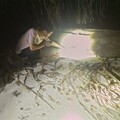 國海院探索太平島祕境！首度揭露三種陸寄居蟹棲地生態