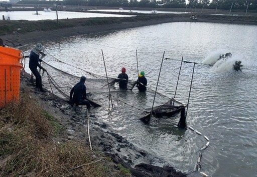 高雄養殖魚塭逾3800公頃 海洋局啟動年度放養申報作業