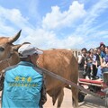 2025國際海牛文化節登場