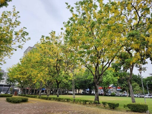 宜居台中市街頭夏日花季綻放 阿勃勒大花紫薇共譜浪漫詩篇
