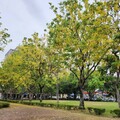 宜居台中市街頭夏日花季綻放 阿勃勒大花紫薇共譜浪漫詩篇