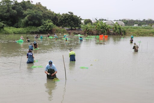 復育水雉棲地 種出一片新浮地