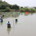 復育水雉棲地 種出一片新浮地