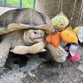 壽山動物園家族成員拆粽葉萌樣超療癒