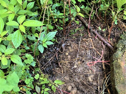 台哥大與林保嘉義分署簽署阿里山山椒魚保育合作備忘錄