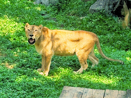 壽山動物園暑期迎新!12歲以下兒童免費入園、延長開放時間至晚間6點半