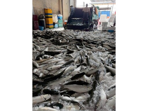 潮爆美食地圖！興達港魚市「姑嫂魚丸」Q彈到爆 阿嬤排骨酥再推「香酥雞」