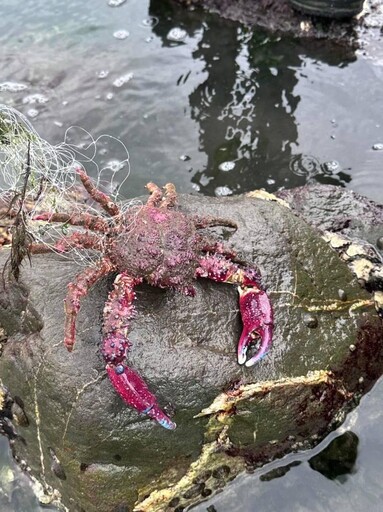 武裝雙棘蟹現身南臺灣 海洋研究啟動生態調查